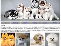 宠物狗狗网站
