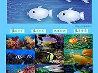 海洋鱼介绍