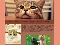 宠物猫猫介绍