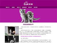 流浪猫专题网站