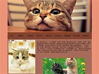 宠物猫介绍