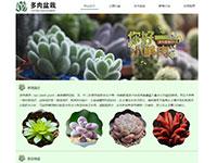 多肉植物介绍