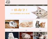 宠物猫猫介绍