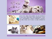 猫咪介绍