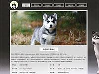 动物哈士奇宠物介绍