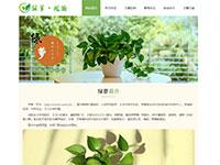 植物绿萝介绍带视频